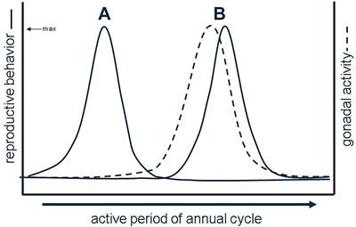 Reconsidering reproductive patterns in a model dissociated species, the red-sided garter snake: Sex-specific and seasonal changes in gonadal steroidogenic gene expression